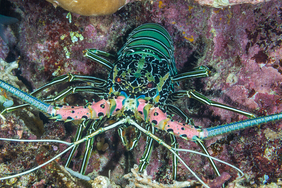 An adult painted spiny lobster (Panuluris versicolor), hunting off Bangka Island, off the northeastern tip of Sulawesi, Indonesia, Southeast Asia, Asia\n