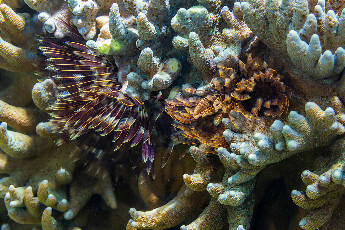 Radioles extending from the branchial stalk of a Spirographis feather duster worm, in the shallow reefs off Bangka Island, Indonesia, Southeast Asia, Asia\n
