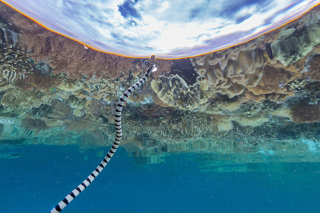 An adult banded sea krait (Laticauda colubrina), off Bangka Island, off the northeastern tip of Sulawesi, Indonesia, Southeast Asia, Asia\n