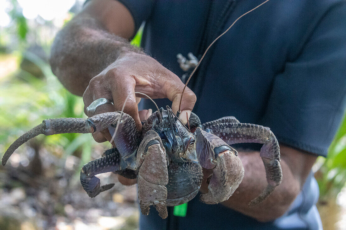 Einheimischer Führer hält eine ausgewachsene Kokosnusskrabbe (Birgus latro), an Land auf der Insel Gam, Raja Ampat, Indonesien, Südostasien, Asien