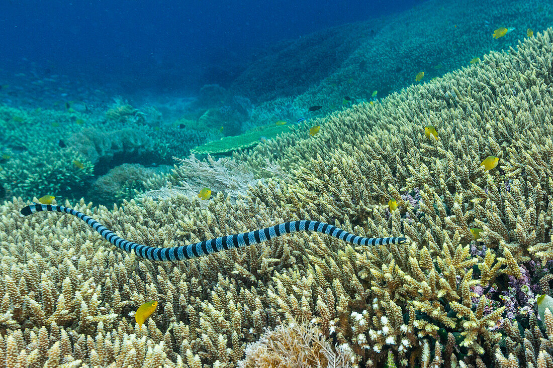 Ein ausgewachsener Gebänderter Seekrake (Laticauda colubrina), vor der Insel Bangka, vor der nordöstlichen Spitze von Sulawesi, Indonesien, Südostasien, Asien