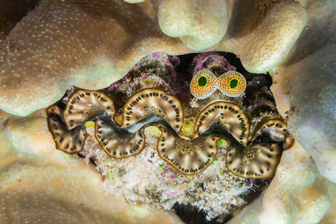 Riesige Tridacna-Muscheln, Gattung Tridacna, in den flachen Riffen vor der Insel Bangka, vor der nordöstlichen Spitze von Sulawesi, Indonesien, Südostasien, Asien