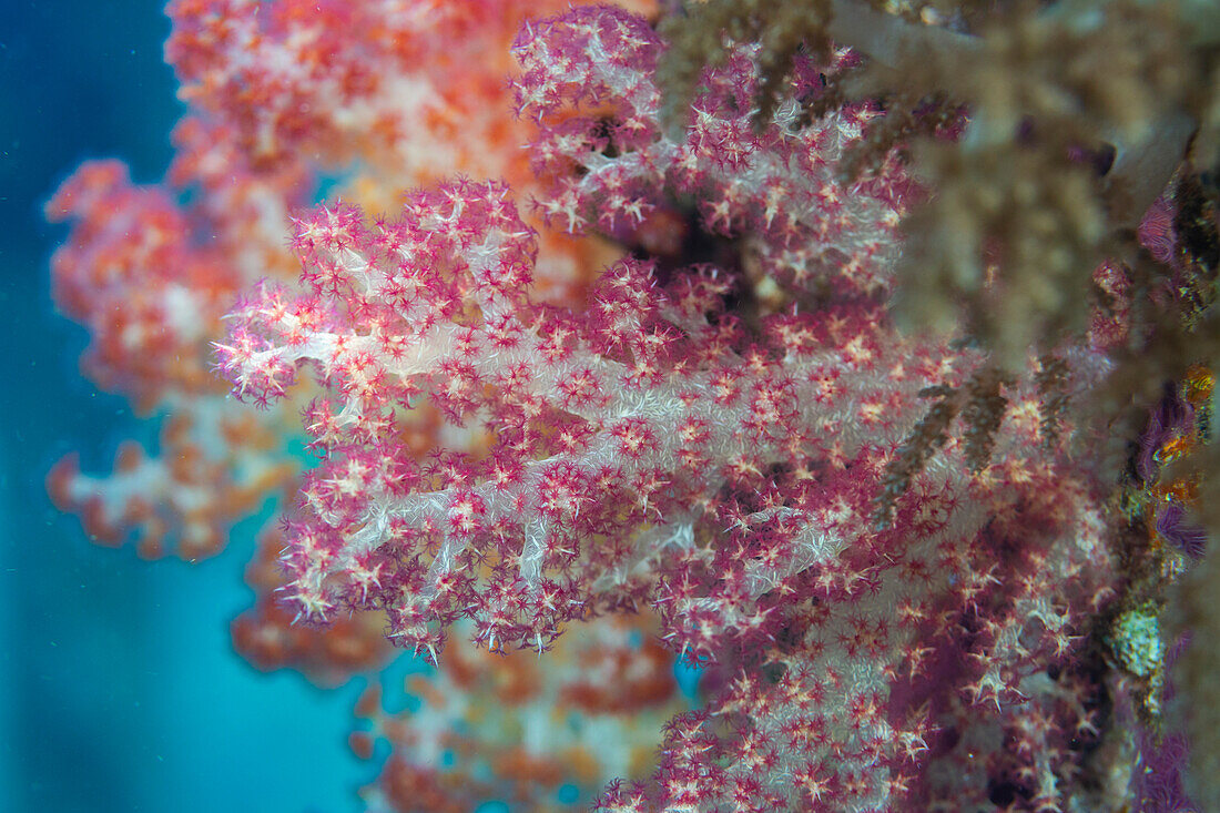 Weichkoralle der Gattung Scleronephthya in den flachen Riffen vor Sauwaderek Village Reef, Raja Ampat, Indonesien, Südostasien, Asien