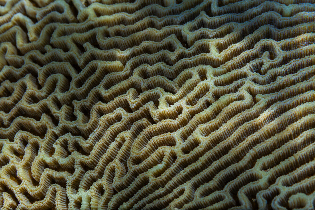 Nahaufnahme von Korallenpolypen, das Hausriff von Murex Bangka, Bangka Island, nahe Manado Sulawesi, Indonesien, Südostasien, Asien