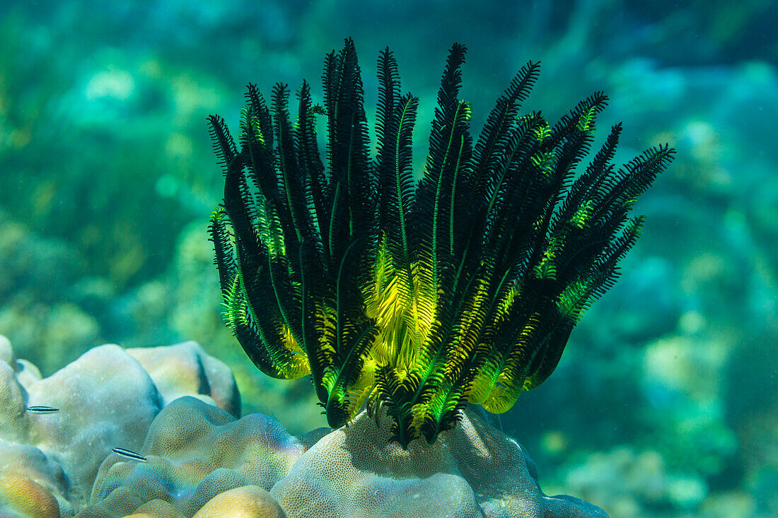 Bennett's Federstern (Oxycomanthus bennetti), in den flachen Riffen vor der Insel Bangka, Indonesien, Südostasien, Asien