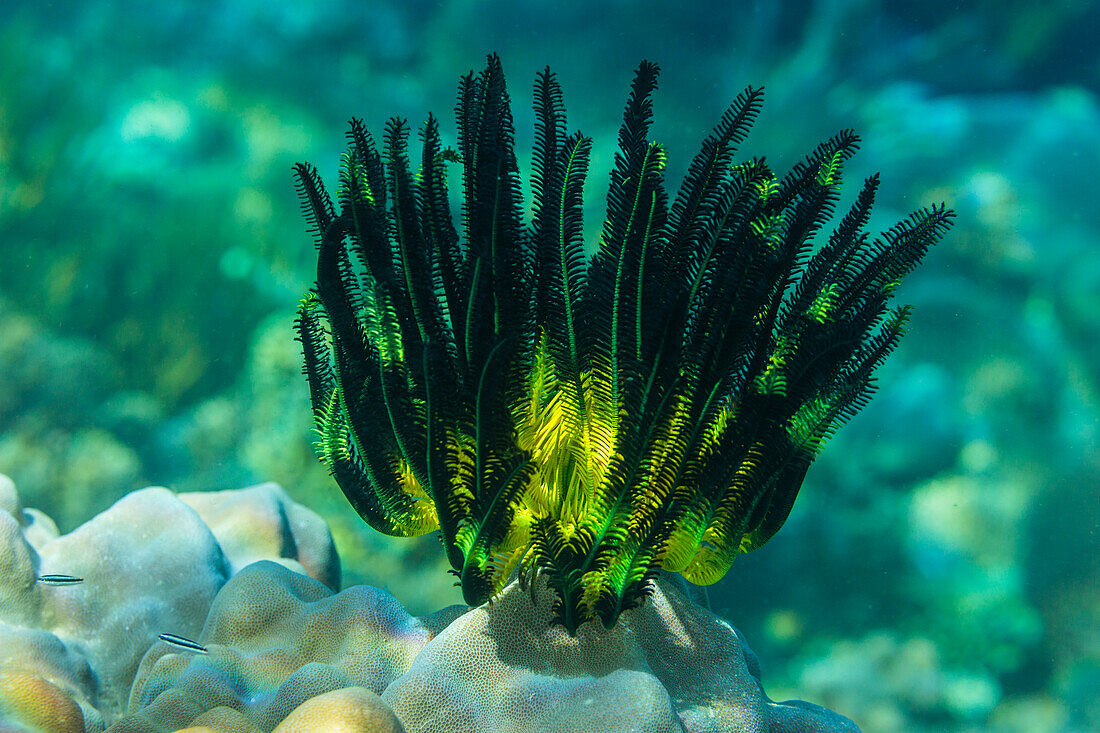 Bennett's feather star (Oxycomanthus bennetti), in the shallow reefs off Bangka Island, Indonesia, Southeast Asia, Asia\n