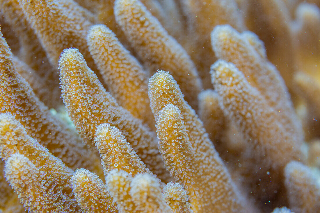 Nahaufnahme von Korallenpolypen, am Hausriff der Insel Kawe, Raja Ampat, Indonesien, Südostasien, Asien