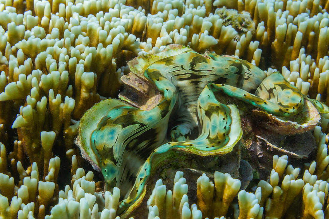 Riesige Tridacna-Muscheln, Gattung Tridacna, in den flachen Riffen vor Port Airboret, Raja Ampat, Indonesien, Südostasien, Asien