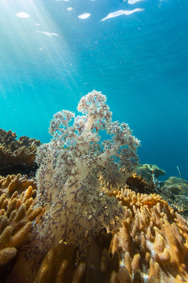 Close up of coral polyps, the house reef at Freewin Wall, Raja Ampat, Indonesia, Southeast Asia, Asia\n