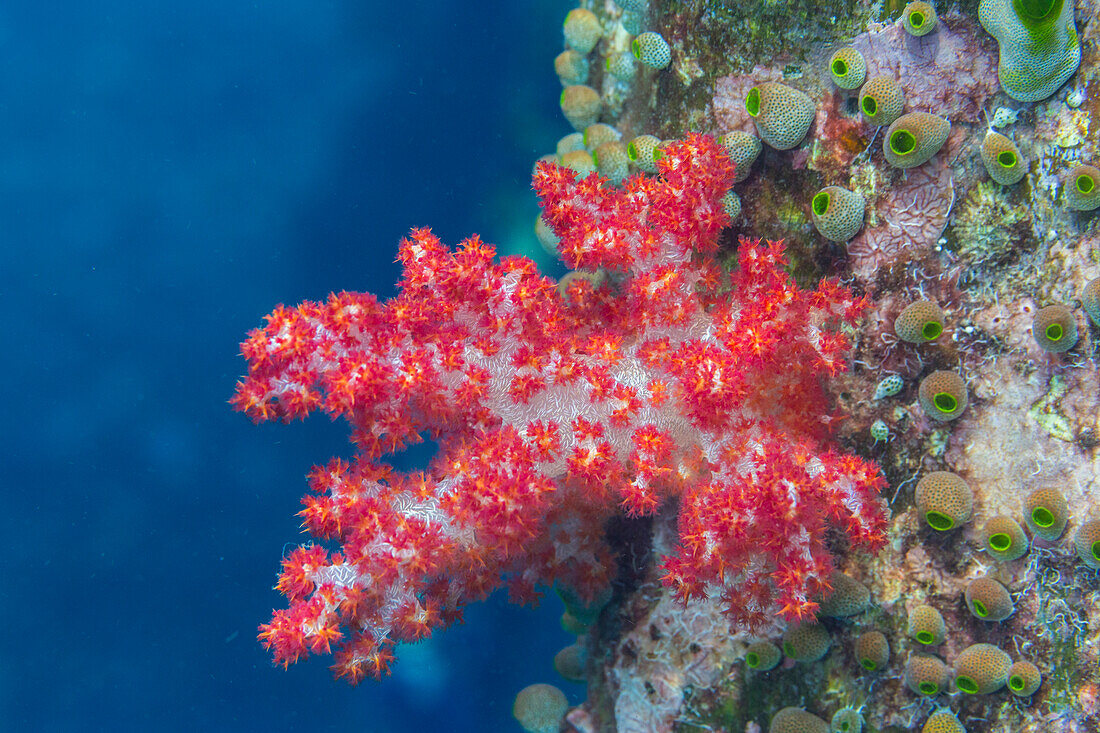 Weichkoralle der Gattung Scleronephthya in den flachen Riffen vor dem Sauwaderek Village Reef, Raja Ampat, Indonesien, Südostasien, Asien