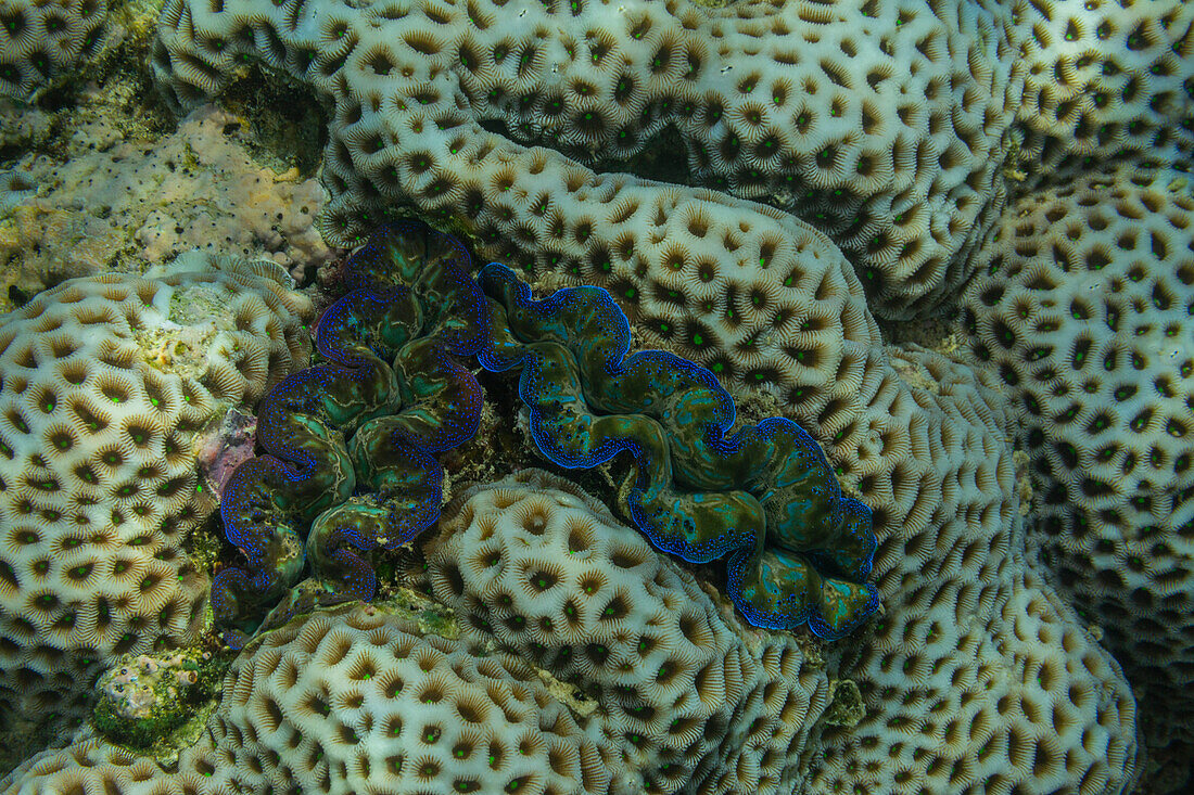 Giant Tridacna clams, genus Tridacna, in the shallow reefs off Bangka Island, off the northeastern tip of Sulawesi, Indonesia, Southeast Asia, Asia\n