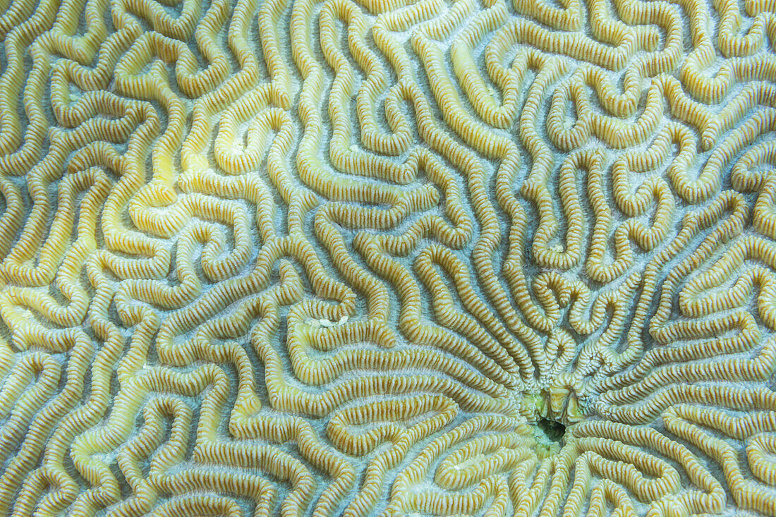 Nahaufnahme von Korallenpolypen, Hausriff der Insel Kawe, Raja Ampat, Indonesien, Südostasien, Asien