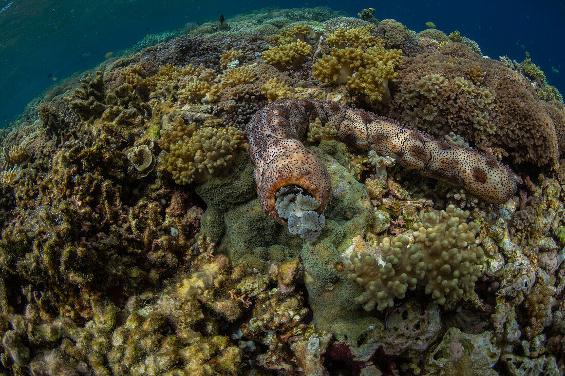 Graeffe's sea cucumber (Pearsonothuria graeffe), in the shallow reefs off Sandy Beach, Manta Point, Raja Ampat, Indonesia, Southeast Asia, Asia\n