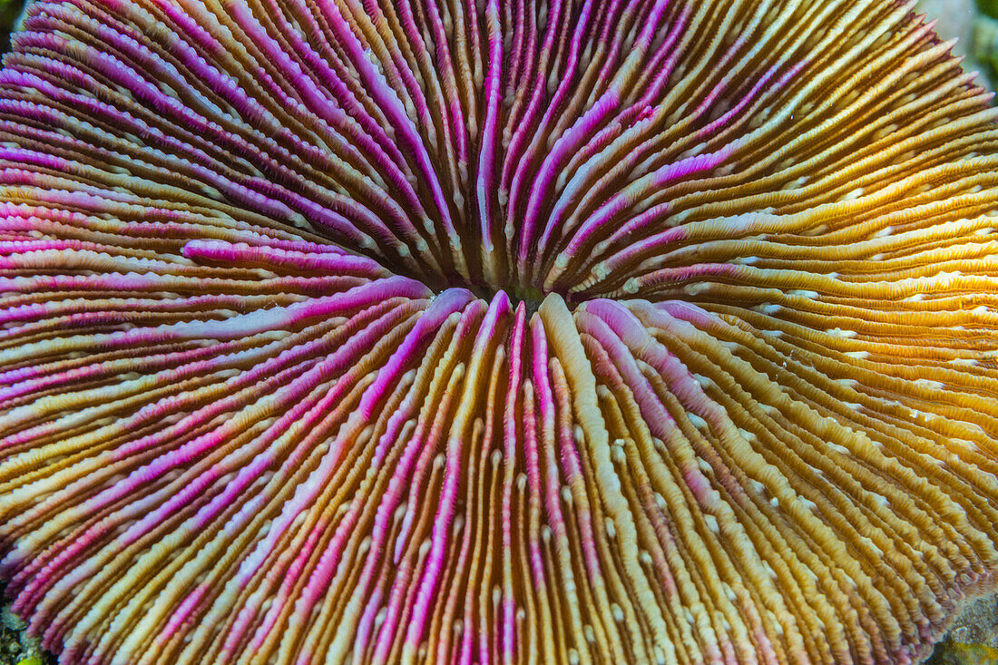 A common mushroom coral (Fungia fungites), at night in the rubble on Kawe Island, Raja Ampat, Indonesia, Southeast Asia, Asia\n