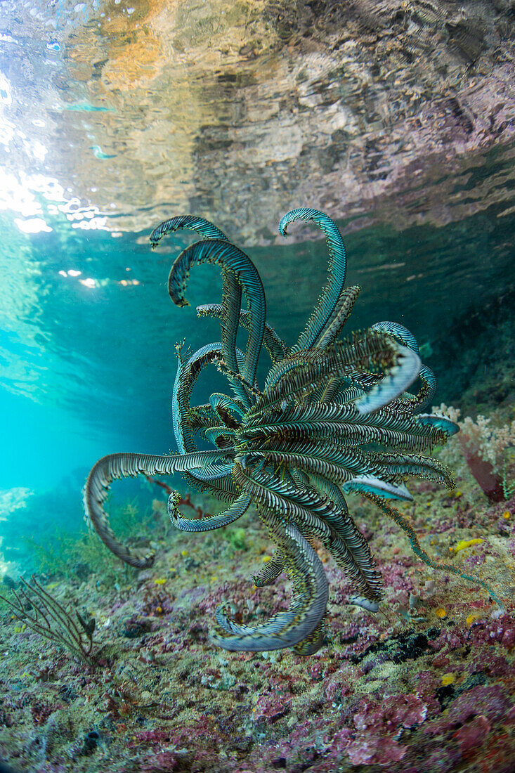 Schöner Federstern (Cenometra bella), in den flachen Riffen vor Waigeo Island, Raja Ampat, Indonesien, Südostasien, Asien