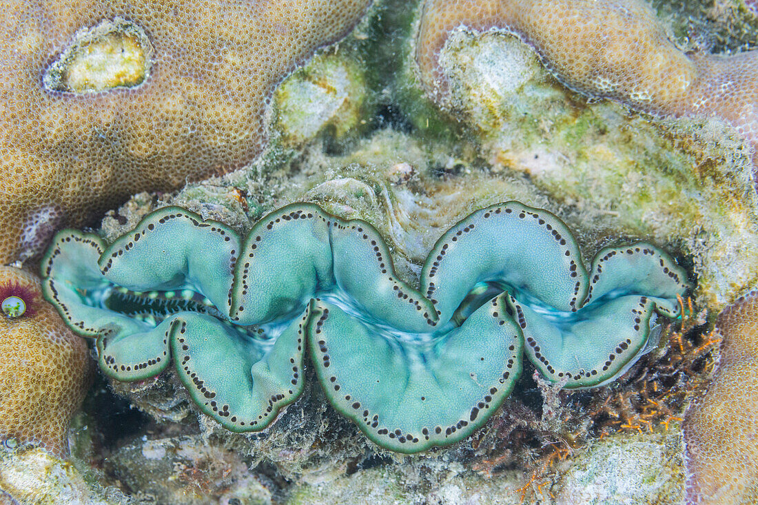 Riesige Tridacna-Muscheln, Gattung Tridacna, in den flachen Riffen vor der Insel Kawe, Raja Ampat, Indonesien, Südostasien, Asien