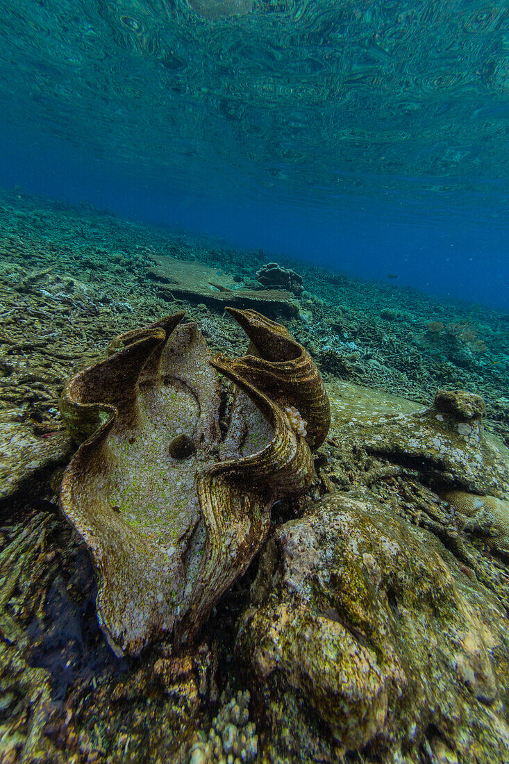 Giant Tridacna clams, genus Tridacna, in the shallow reefs off Sauwaderek Village Reef, Raja Ampat, Indonesia, Southeast Asia, Asia\n
