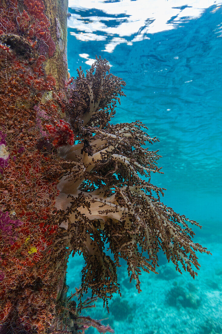 Krustenschwämme, Weichkorallen und andere Wirbellose, die auf Pfählen am Arborek-Riff leben, Raja Ampa, Indonesien, Südostasien, Asien