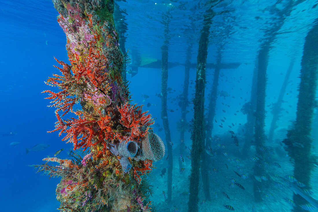 Encrusting sponges, soft corals, and other invertabrates living on pilings on Arborek Reef, Raja Ampa, Indonesia, Southeast Asia, Asia\n