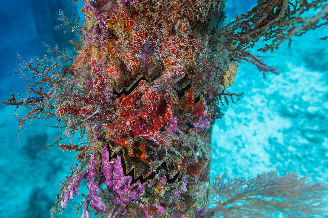 Encrusting sponges, soft corals, and other invertabrates living on pilings on Arborek Reef, Raja Ampa, Indonesia, Southeast Asia, Asia\n