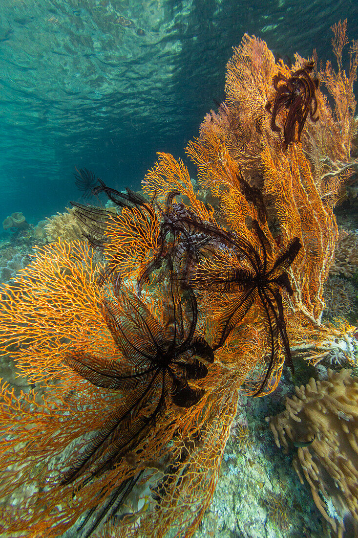 Schöner Federstern (Cenometra bella), auf Seefächer in den flachen Riffen vor Waigeo Island, Raja Ampat, Indonesien, Südostasien, Asien