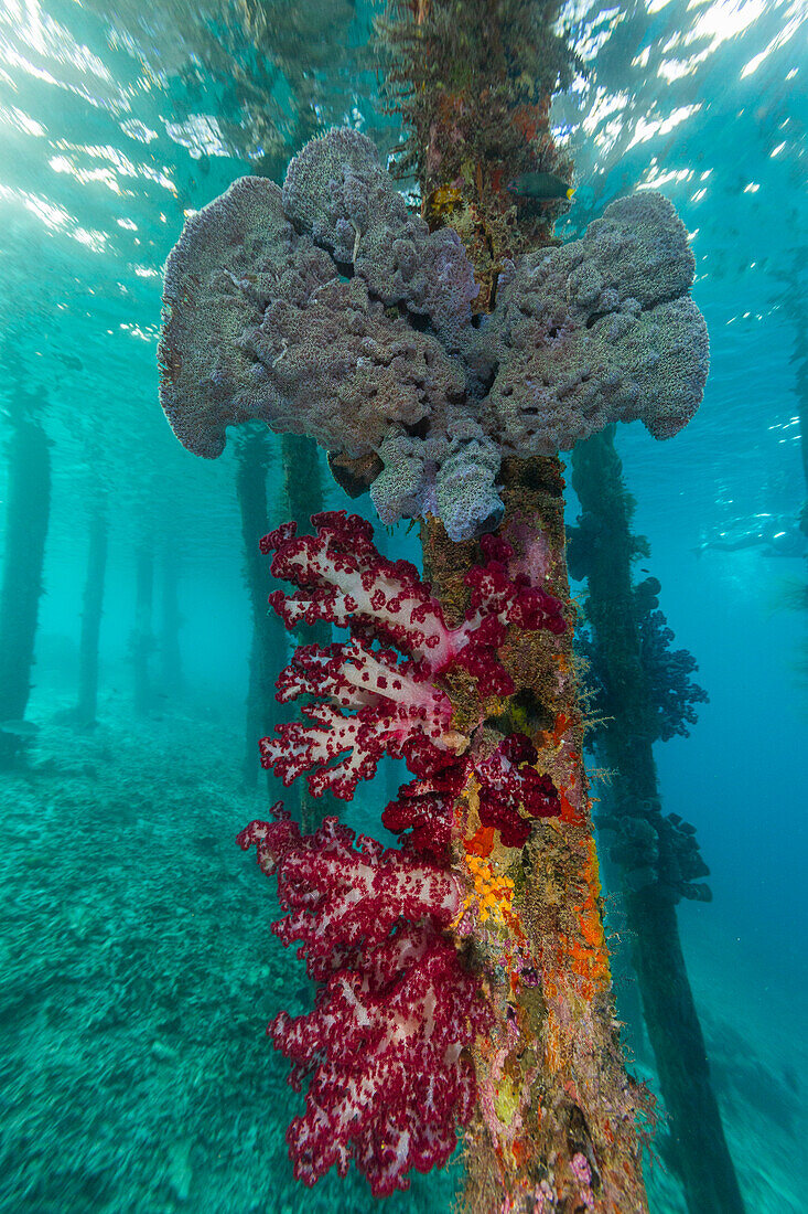 Soft coral from the Genus Scleronephthya in the shallow waters off Arborek Reef, Raja Ampat, Indonesia, Southeast Asia, Asia\n