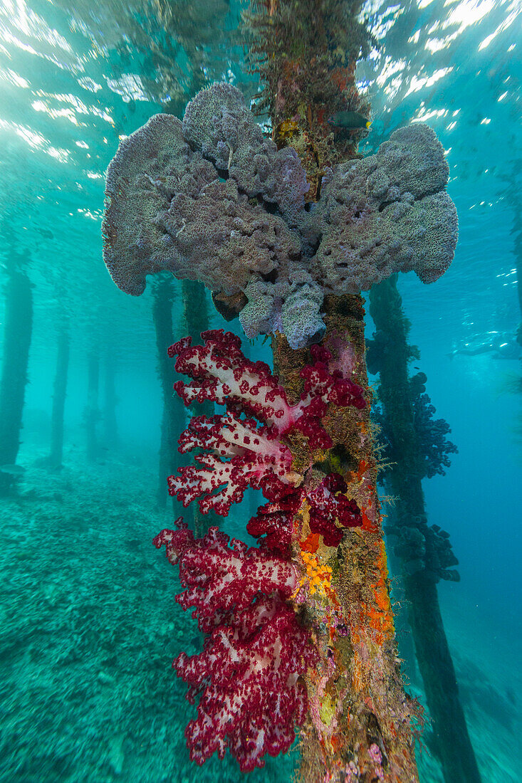 Weichkoralle der Gattung Scleronephthya in den flachen Gewässern vor dem Arborek Riff, Raja Ampat, Indonesien, Südostasien, Asien