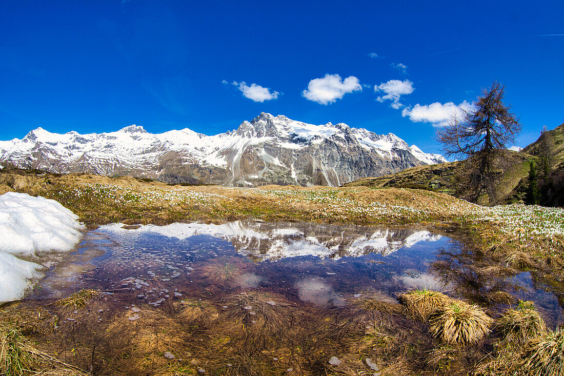 Schneebedeckte Berge spiegeln sich in einem unberührten See im Frühling, Fedoztal, Bergell, Engadin, Kanton Graubünden, Schweiz, Europa