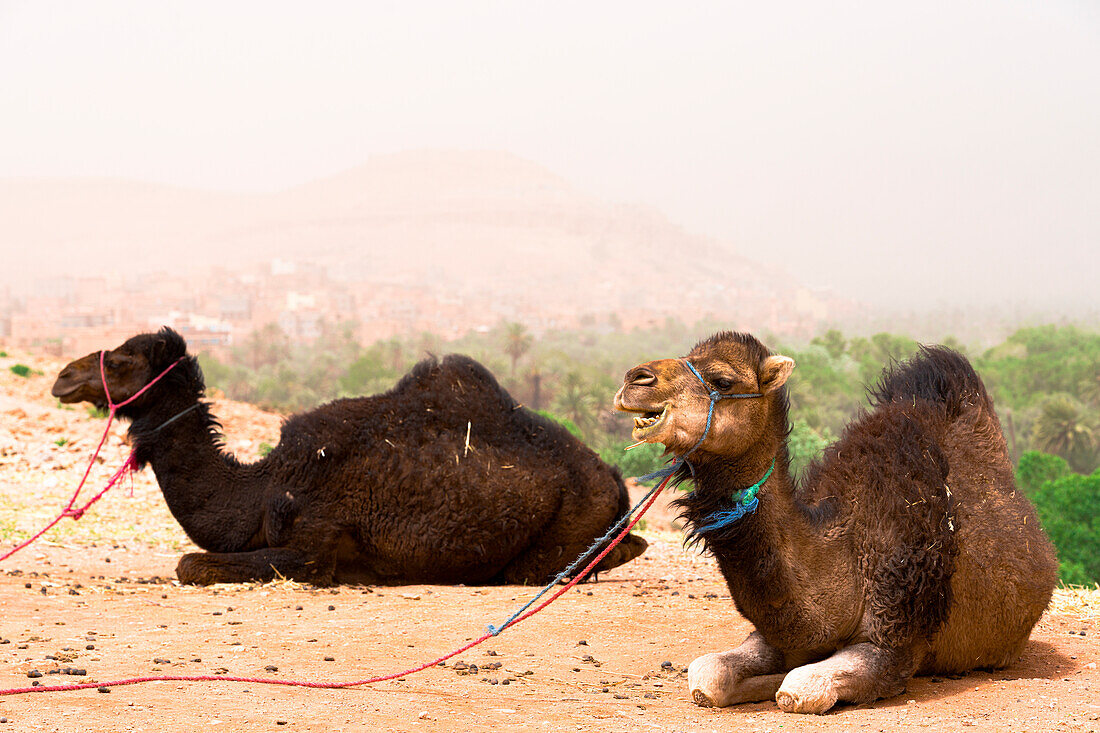 Camels, Atlas mountains, Ouarzazate province, Morocco, North Africa, Africa\n