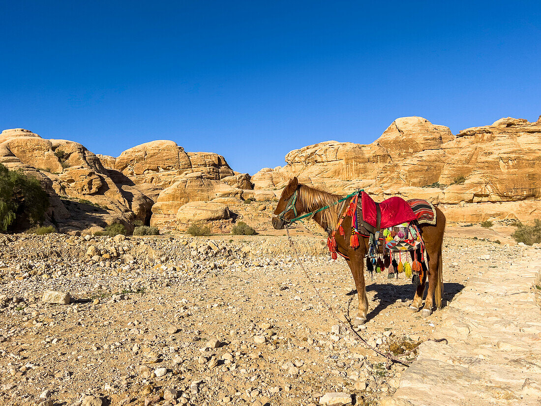 Jordanian horse, Petra Archaeological Park, UNESCO World Heritage Site, one of the New Seven Wonders of the World, Petra, Jordan, Middle East\n
