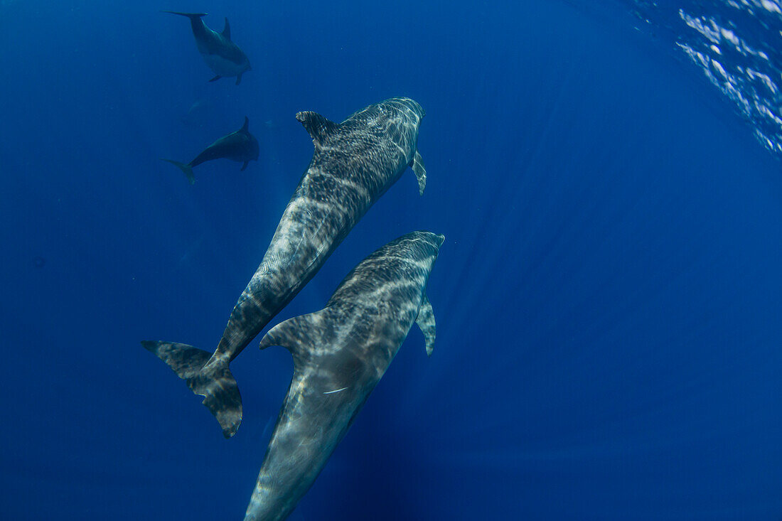 A pod of Indo-Pacific bottlenose dolphin (Tursiops aduncus), off Bangka Island, off the northeastern tip of Sulawesi, Indonesia, Southeast Asia, Asia\n