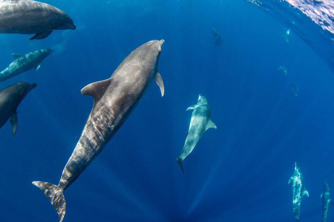 A pod of Indo-Pacific bottlenose dolphin (Tursiops aduncus), off Bangka Island, off the northeastern tip of Sulawesi, Indonesia, Southeast Asia, Asia\n