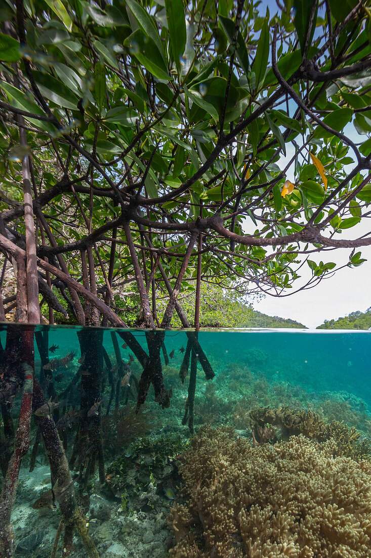 Ober-/Unterwasseransicht der flachen Mangroven vor der Insel Bangka, vor der nordöstlichen Spitze von Sulawesi, Indonesien, Südostasien, Asien