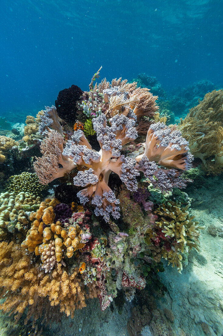 Corals in the crystal clear water in the shallow reefs off Bangka Island, off the northeastern tip of Sulawesi, Indonesia, Southeast Asia, Asia\n