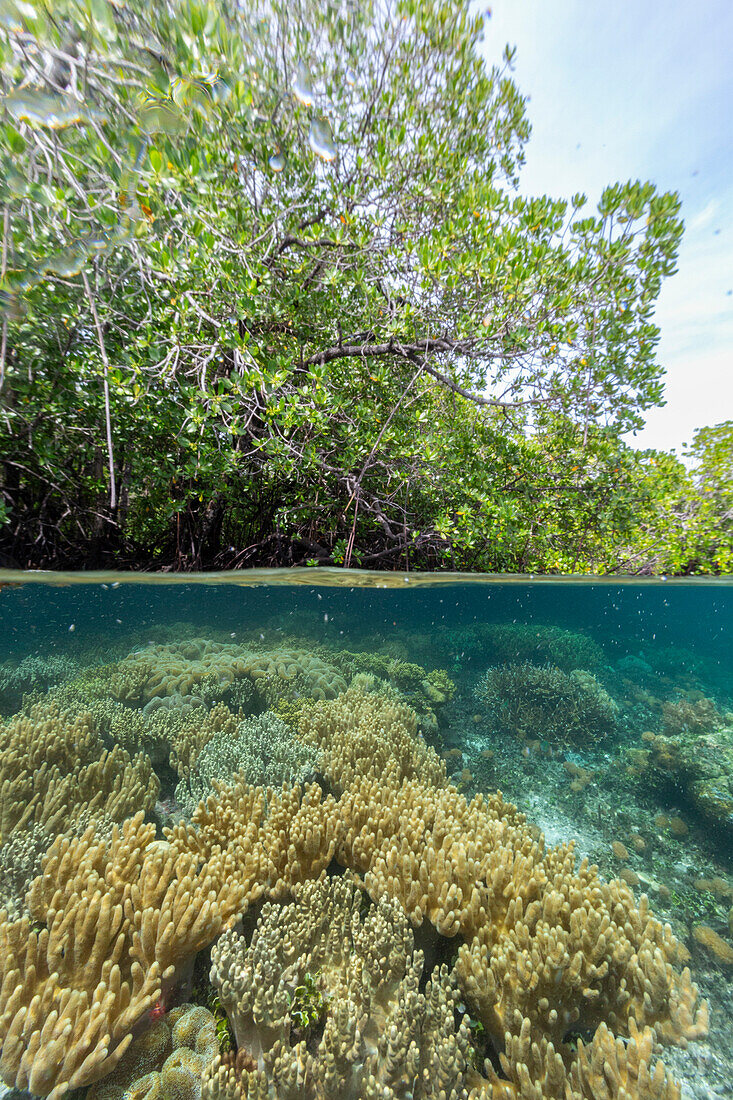 Above/below view of the shallow mangroves off Bangka Island, off the northeastern tip of Sulawesi, Indonesia, Southeast Asia, Asia\n