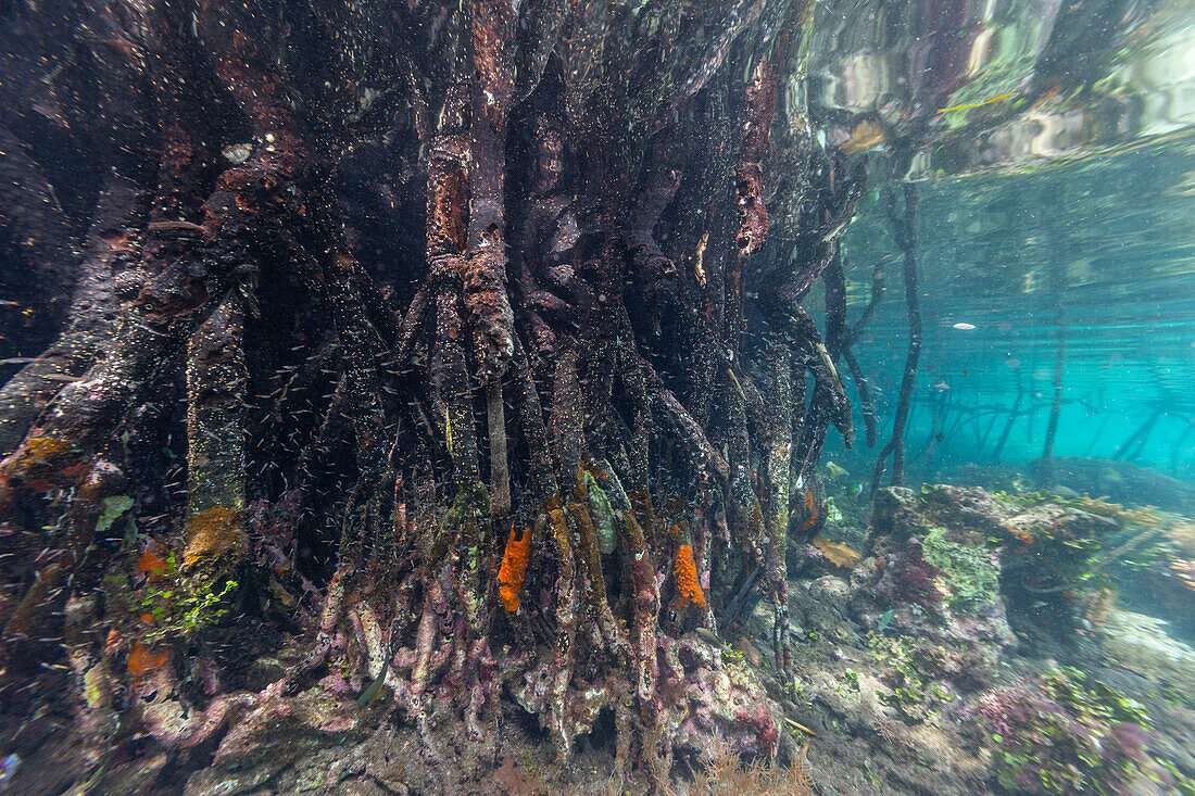 Unterwasseransicht der flachen Mangroven vor der Insel Bangka, vor der nordöstlichen Spitze von Sulawesi, Indonesien, Südostasien, Asien