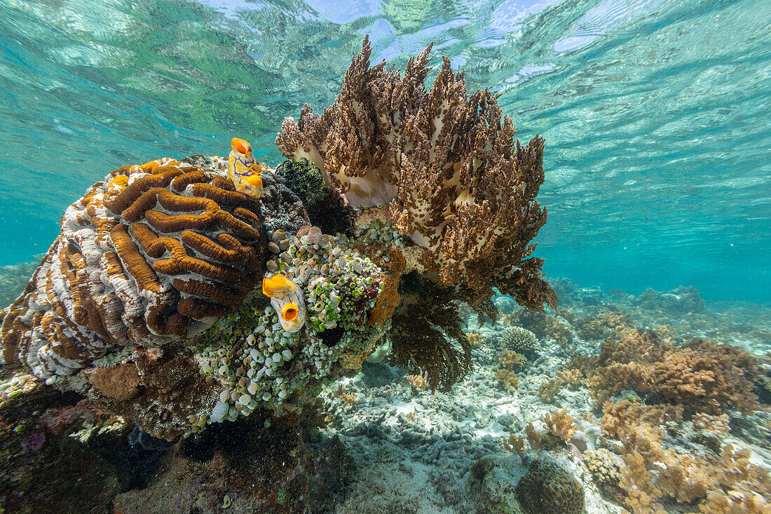 Corals in the crystal clear water in the shallow reefs off Bangka Island, off the northeastern tip of Sulawesi, Indonesia, Southeast Asia, Asia\n