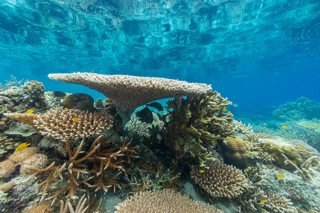 Korallen im kristallklaren Wasser in den flachen Riffen vor der Insel Bangka, vor der nordöstlichen Spitze von Sulawesi, Indonesien, Südostasien, Asien