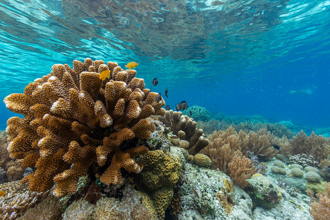 Corals in the crystal clear water in the shallow reefs off Bangka Island, off the northeastern tip of Sulawesi, Indonesia, Southeast Asia, Asia\n