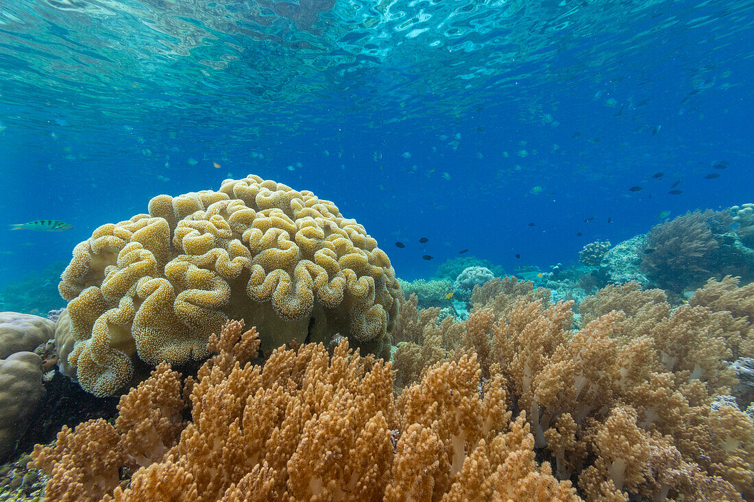 Corals in the crystal clear water in the shallow reefs off Bangka Island, off the northeastern tip of Sulawesi, Indonesia, Southeast Asia, Asia\n
