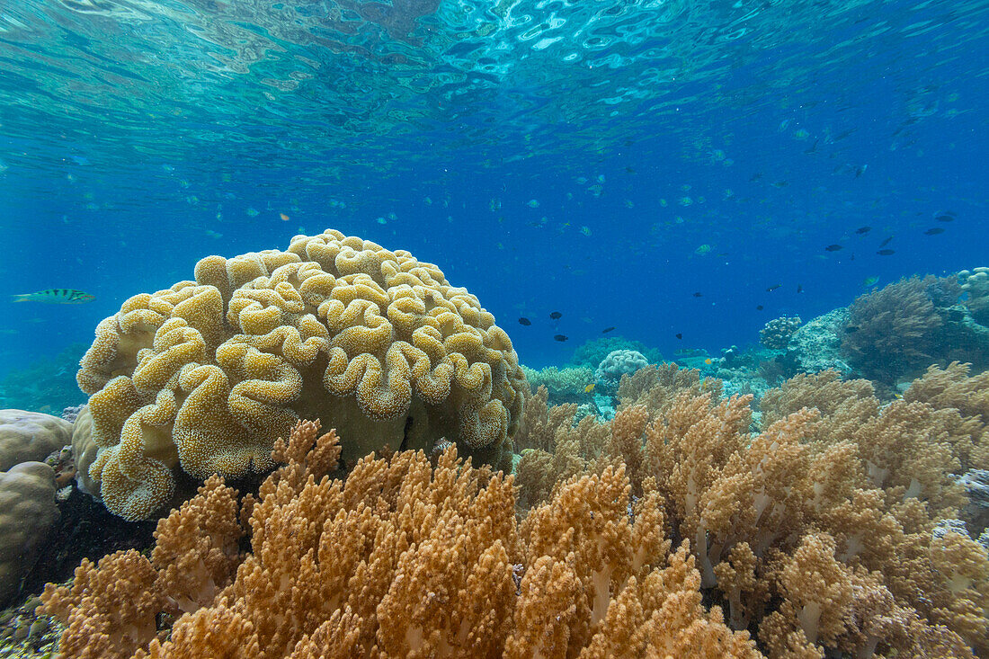 Korallen im kristallklaren Wasser in den flachen Riffen vor der Insel Bangka, vor der nordöstlichen Spitze von Sulawesi, Indonesien, Südostasien, Asien