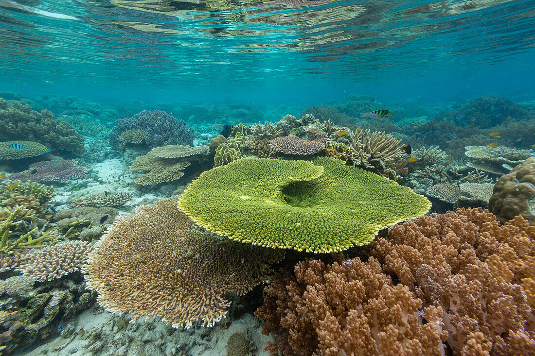 Corals in the crystal clear water in the shallow reefs off Bangka Island, off the northeastern tip of Sulawesi, Indonesia, Southeast Asia, Asia\n