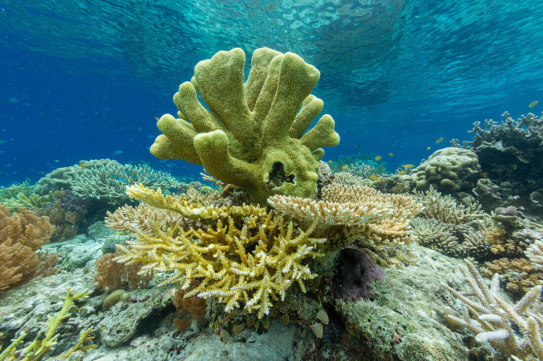 Corals in the crystal clear water in the shallow reefs off Bangka Island, off the northeastern tip of Sulawesi, Indonesia, Southeast Asia, Asia\n