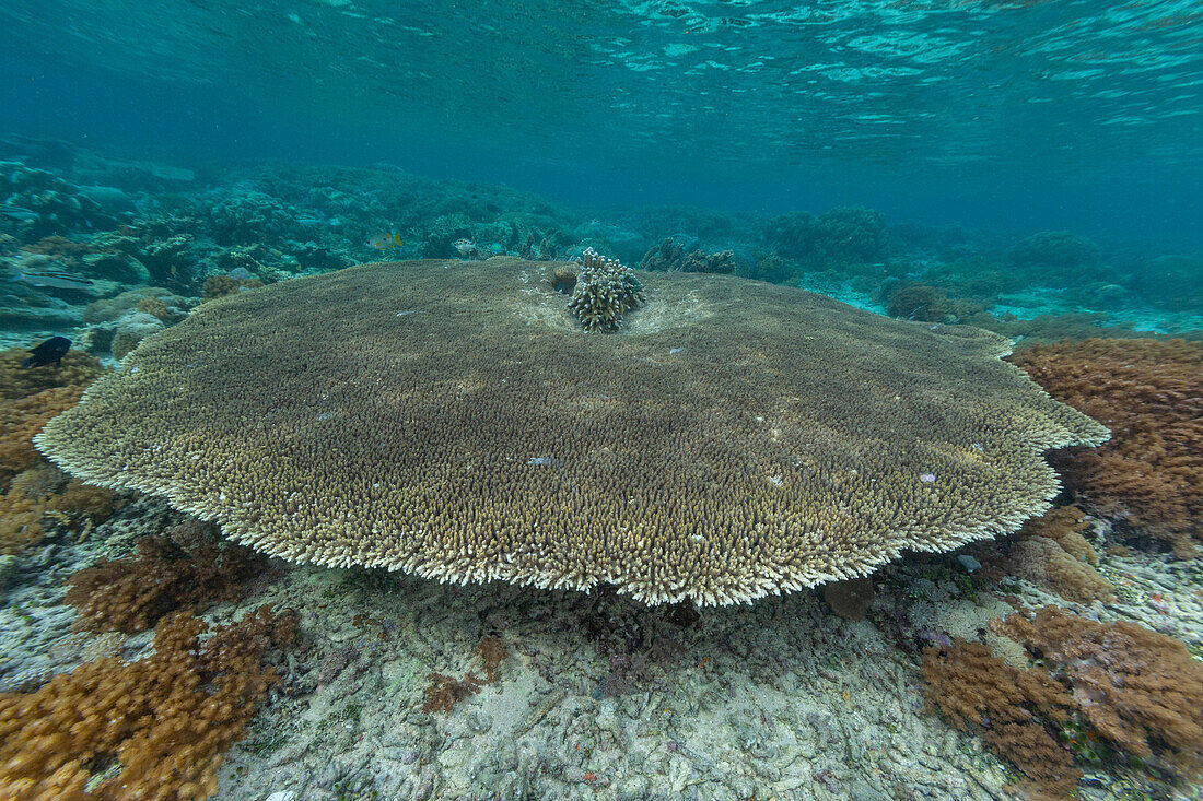 Corals in the crystal clear water in the shallow reefs off Bangka Island, off the northeastern tip of Sulawesi, Indonesia, Southeast Asia, Asia\n