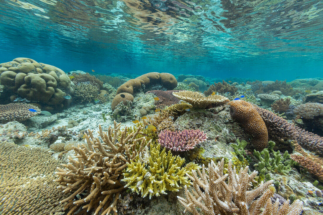 Corals in the crystal clear water in the shallow reefs off Bangka Island, off the northeastern tip of Sulawesi, Indonesia, Southeast Asia, Asia\n