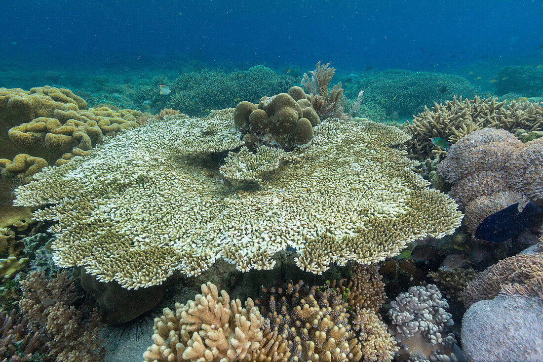 Korallen im kristallklaren Wasser in den flachen Riffen vor der Insel Bangka, vor der nordöstlichen Spitze von Sulawesi, Indonesien, Südostasien, Asien