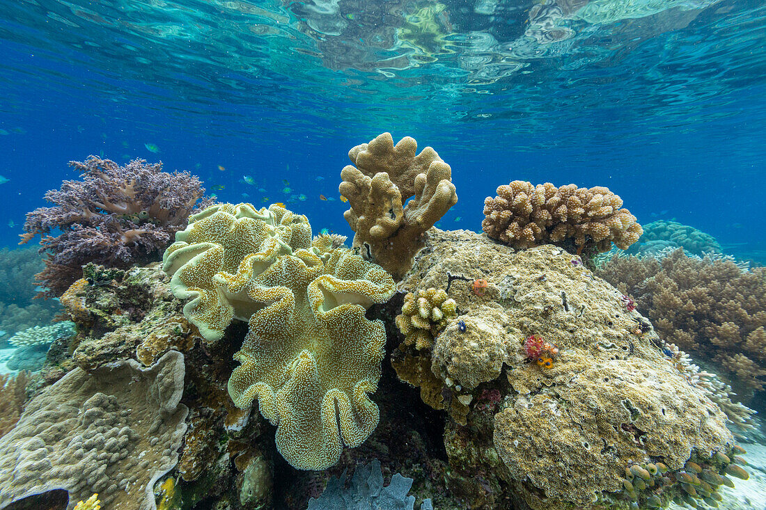 Corals in the crystal clear water in the shallow reefs off Bangka Island, off the northeastern tip of Sulawesi, Indonesia, Southeast Asia, Asia\n