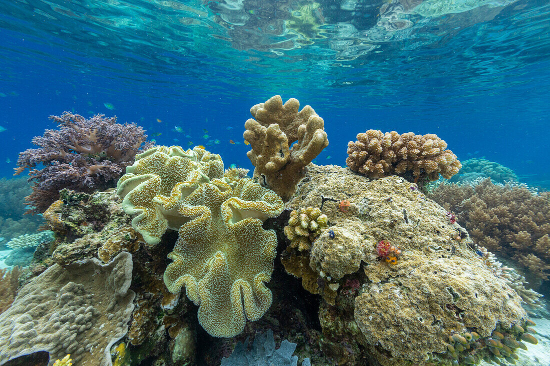 Korallen im kristallklaren Wasser in den flachen Riffen vor der Insel Bangka, vor der nordöstlichen Spitze von Sulawesi, Indonesien, Südostasien, Asien