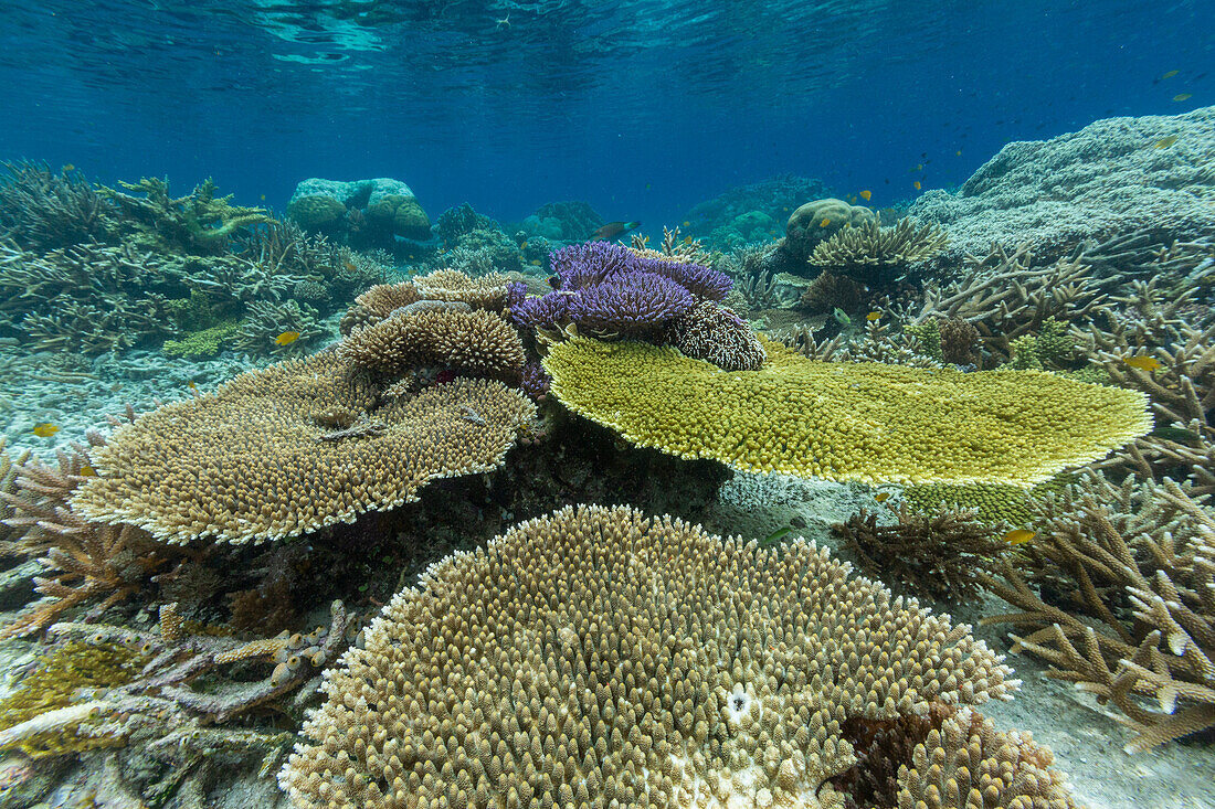 Corals in the crystal clear water in the shallow reefs off Bangka Island, off the northeastern tip of Sulawesi, Indonesia, Southeast Asia, Asia\n