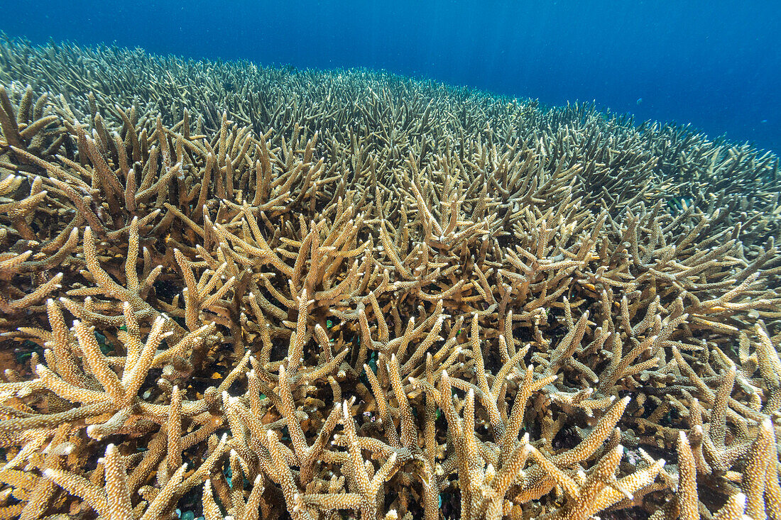 Corals in the crystal clear water in the shallow reefs off Bangka Island, off the northeastern tip of Sulawesi, Indonesia, Southeast Asia, Asia\n